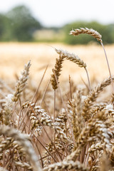 Fototapeta premium fields around Birchanger