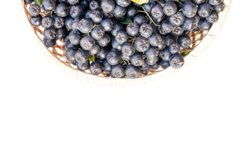 Fresh chokeberry or Aronia melanocarpa in basket, isolated on white background. Top view. Design element.