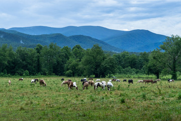 Fototapeta na wymiar Horses in Cades Cove - Tennessee