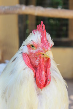 The Cock Furious