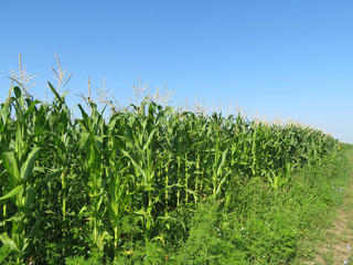 Green corn field and clear blue sky in summer morning