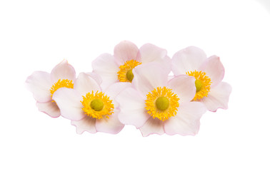 anemones flowers isolated