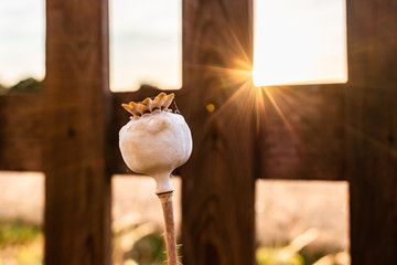 flower in sunset