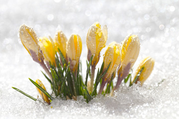 Crocuses yellow grow in the spring garden under the sun. Beautiful primroses with dew drops blossom outdoors on snow, a template for a greeting card.