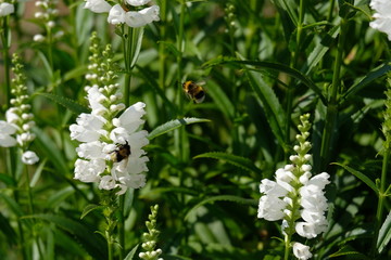 Bumblebee in flowers