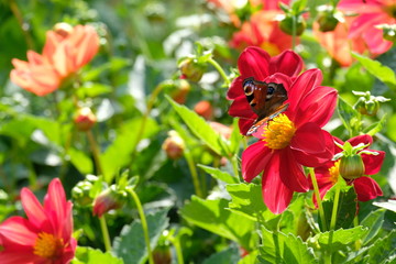 butterfly on a red flower