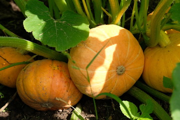 pumpkin in the garden