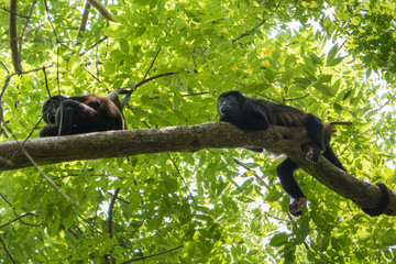 Two Howler monkeys one a tree branch in the jungle of Costa Rica, Central America.