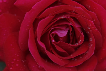 Fototapeta na wymiar Detalle rosa roja