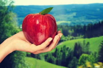 Woman hand holding big red apple