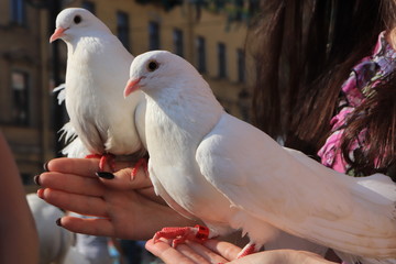 Two white doves are sitting on the girl hands and looking to camera.