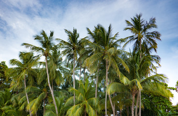 A group of palm trees in the lush jungle of Costa Rica, Central America stand out against the blue cloudy sky.  