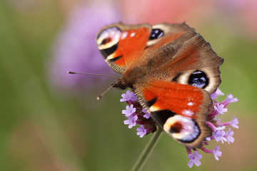 Fototapeta na wymiar beautiful butterfly Aglais io sits on a flower