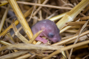 Helpless baby mouse on a pile of dry straws. Pink, hairless, blind infant of wild mouse, fell from the nest. Abandoned, alone, in danger, crying for help.