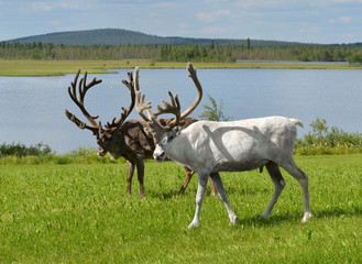 Reindeers with large horns on green meadow on shore of northern lake. Summer landscape. Finnish Lapland