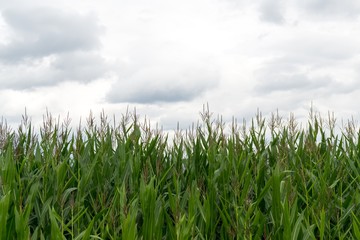 Fields and mountains. Slovakia