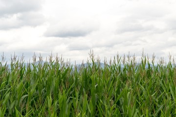 Fields and mountains. Slovakia