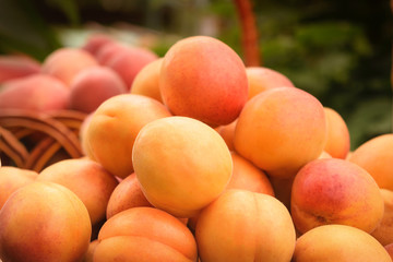  a lot of orange apricots lie on the table
