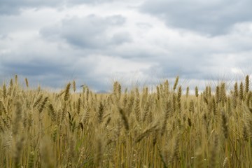 Fields and mountains. Slovakia
