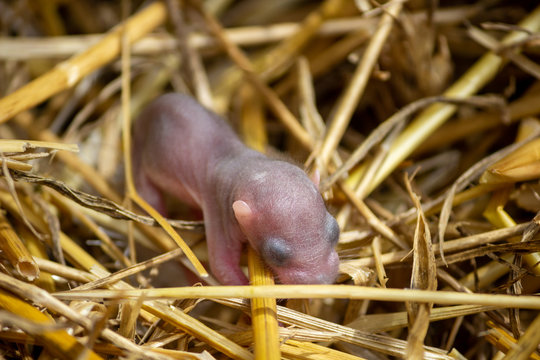 Helpless baby mouse on a pile of dry straws. Pink, hairless, blind infant of wild mouse, fell from the nest, crawling around. Abandoned, alone, in danger.