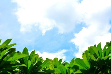 Green leaves against the sky in the summer