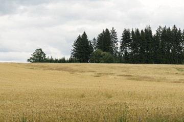 Fields and mountains. Slovakia