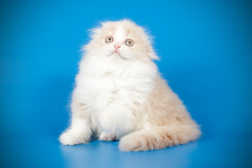 Fototapeta premium scottish fold shorthair kitten