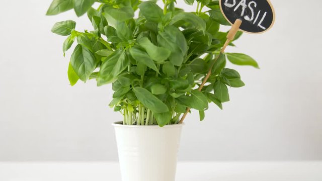 healthy eating, gardening and organic concept - green basil herb with name plate in pot on table