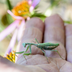 The female mantis iris polystictica