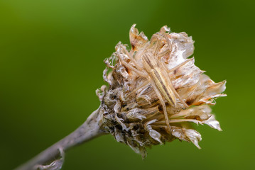 Female yellow spider tibellus oblongus