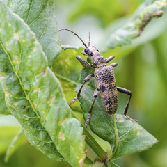 Spotted beetle rhagium with a broken mustache
