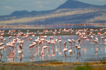 Fenicotteri rosa e fenicotteri minori a Lake Natron in Tanzania © macs