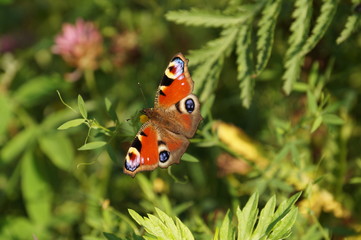 butterfly