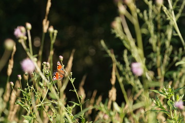 butterfly on a flower