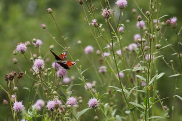 butterfly