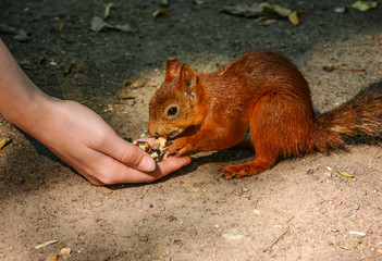Feeding squirrels in the Park of Pavlovsk.