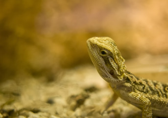 Bearded Dragon Close Up