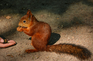 Naklejka na ściany i meble Feeding squirrels in the Park of Pavlovsk.