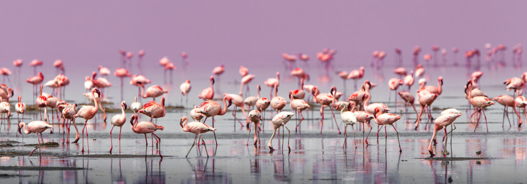 Fenicotteri rosa e fenicotteri minori a Lake Natron in Tanzania