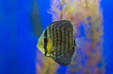 Discus aquarium fish