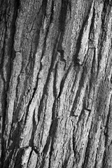 Oak Tree bark