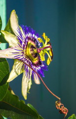 passion flower Passiflora caerulea Passionflower against green garden background