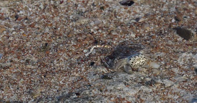 Crab sand beach close up. Cute crab on sand beach. Sand beach crab looking