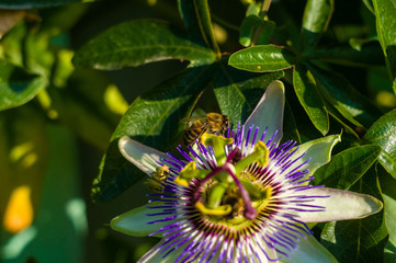 passion flower Passiflora caerulea Passionflower against green garden background