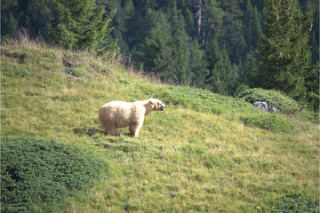Fototapeta premium Braunbär am Berg