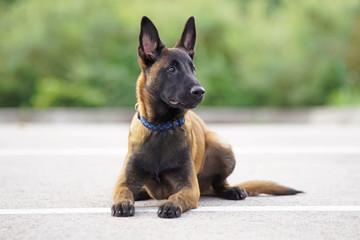 Cute Belgian Shepherd Malinois puppy with a collar lying down on an asphalt in summer © Eudyptula