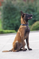 Cute Belgian Shepherd Malinois puppy with a collar sitting outdoors on an asphalt in summer
