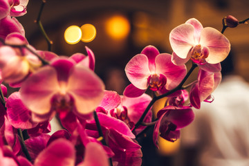 Naklejka na ściany i meble Красивые розовые орхидеи, цветы в Таиланде