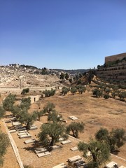 Jerusalem old city and the ancient Jewish cemetery in the Mount of Olive, Israel.