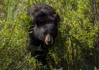 Black Bear, Yellowstone National Park, Wyoming, USA